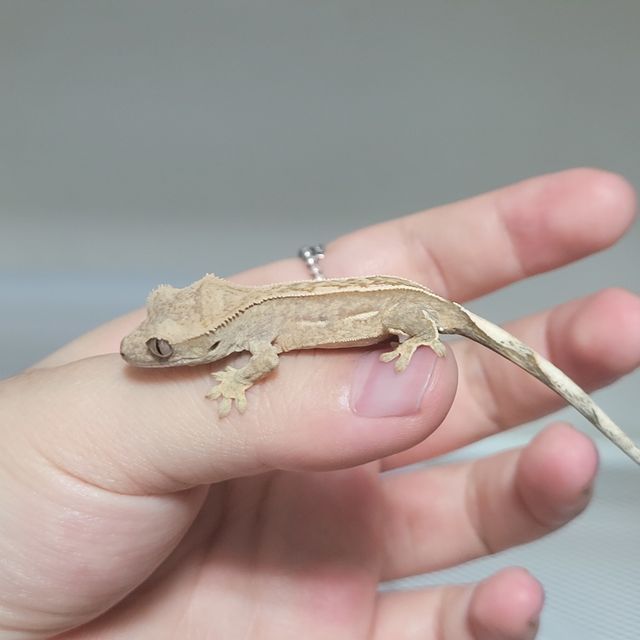 노멀