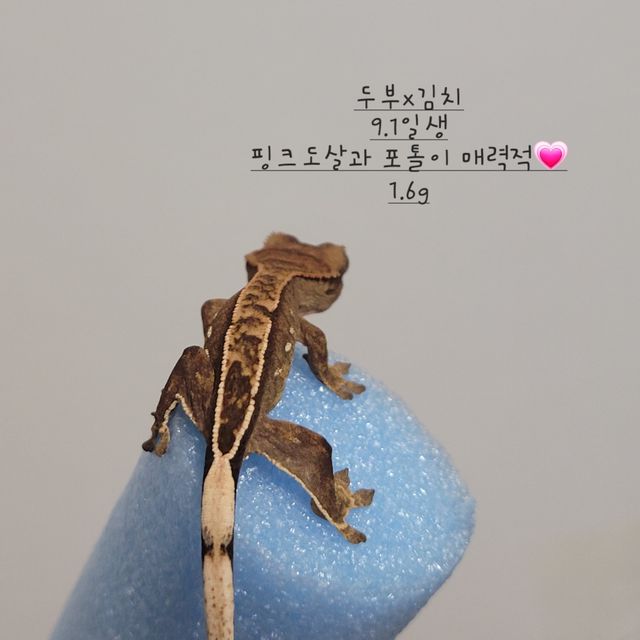 노멀