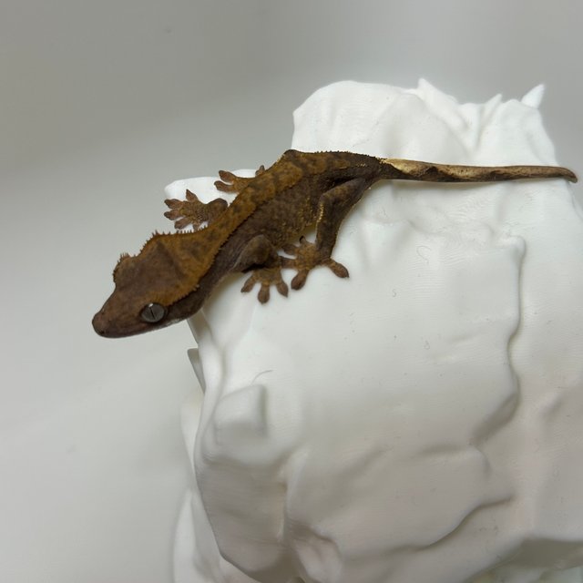 바이 레드 노멀 화이트포트홀