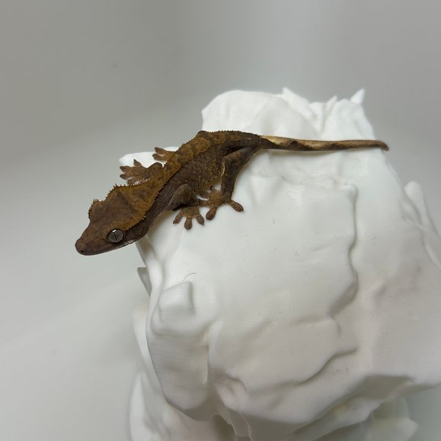 바이 레드 노멀 화이트포트홀