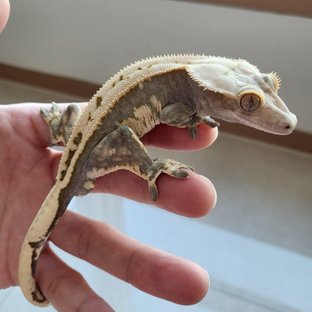 커피