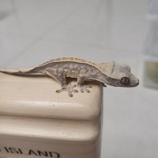 노멀 핀스트라이프 드리피 화이트스팟