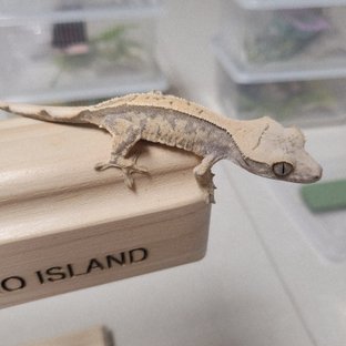 노멀 핀스트라이프 드리피 화이트스팟