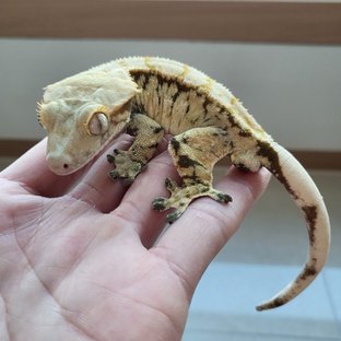 감자