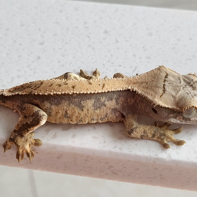 노멀 핀스트라이프 드리피 화이트스팟