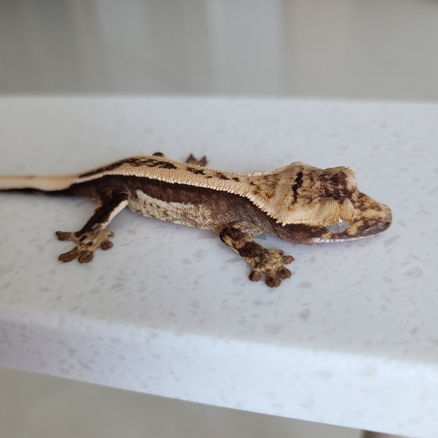 풀핀 핀스트라이프