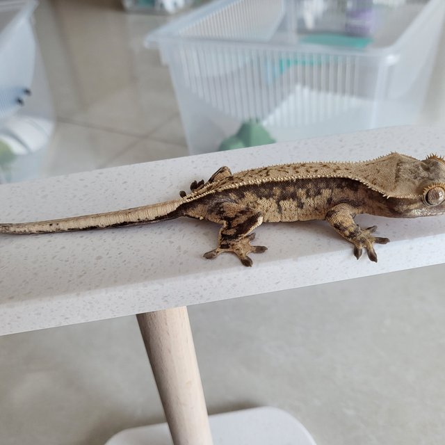 핀스트라이프 화이트스팟