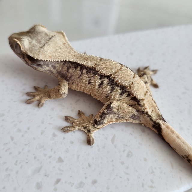 익스트림할리퀸 화이트스팟