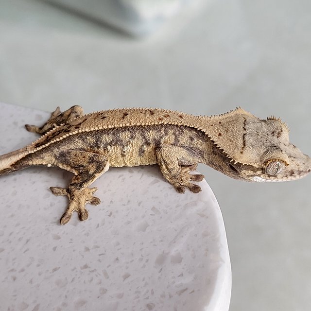 노멀 핀스트라이프 드리피 화이트스팟