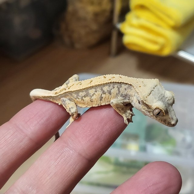 노멀 핀스트라이프 드리피 화이트스팟