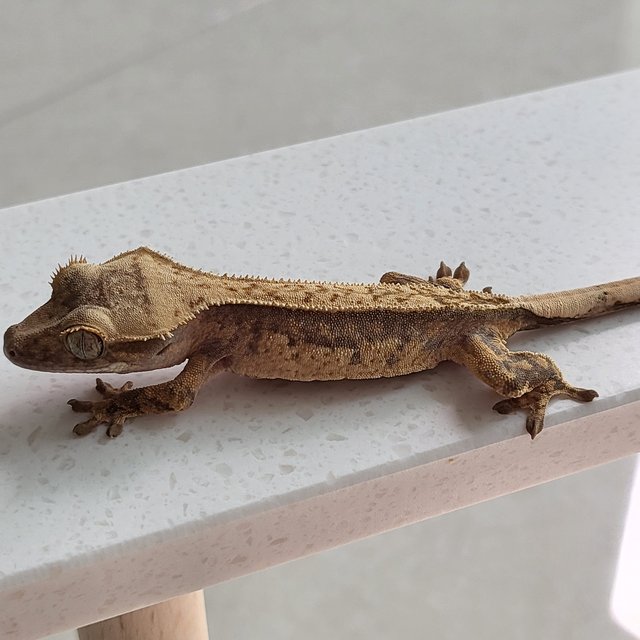 노멀 핀스트라이프 드리피 화이트스팟