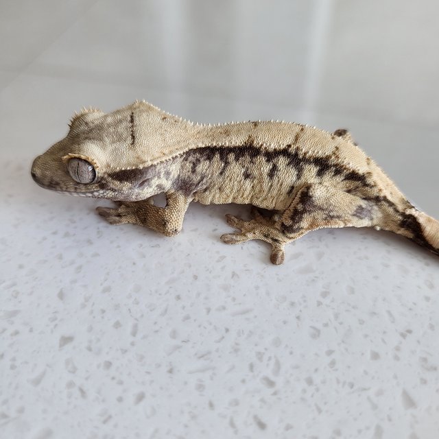 익스트림할리퀸 화이트스팟