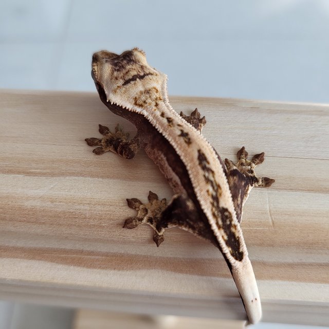 풀핀 핀스트라이프