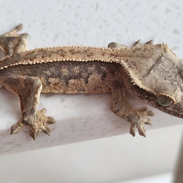 노멀 핀스트라이프 드리피 화이트스팟