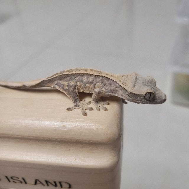 노멀 핀스트라이프 드리피 화이트스팟