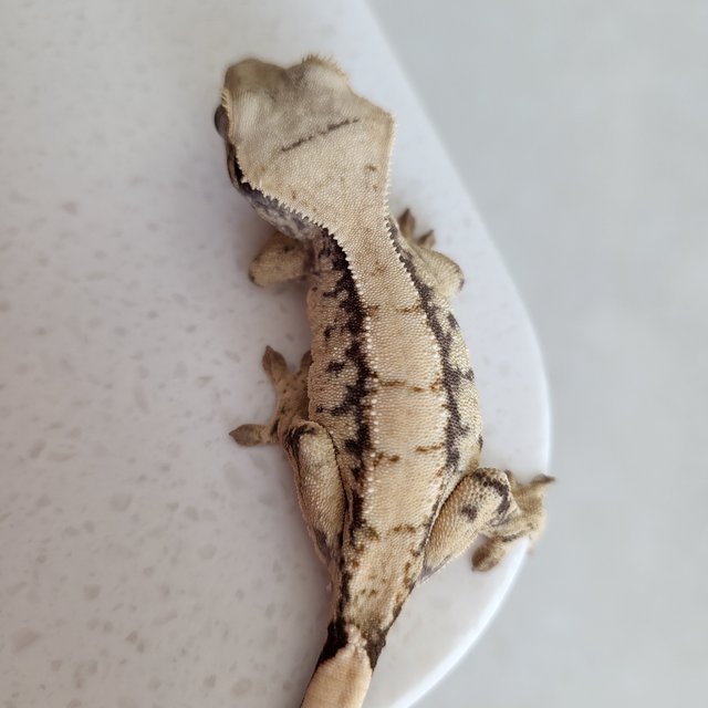 익스트림할리퀸 화이트스팟