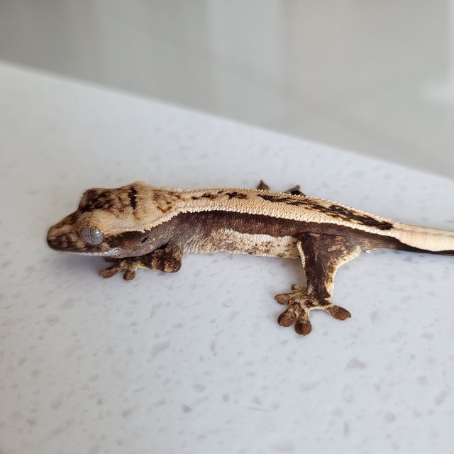 풀핀 핀스트라이프