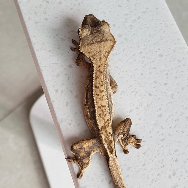 노멀 핀스트라이프 드리피 화이트스팟