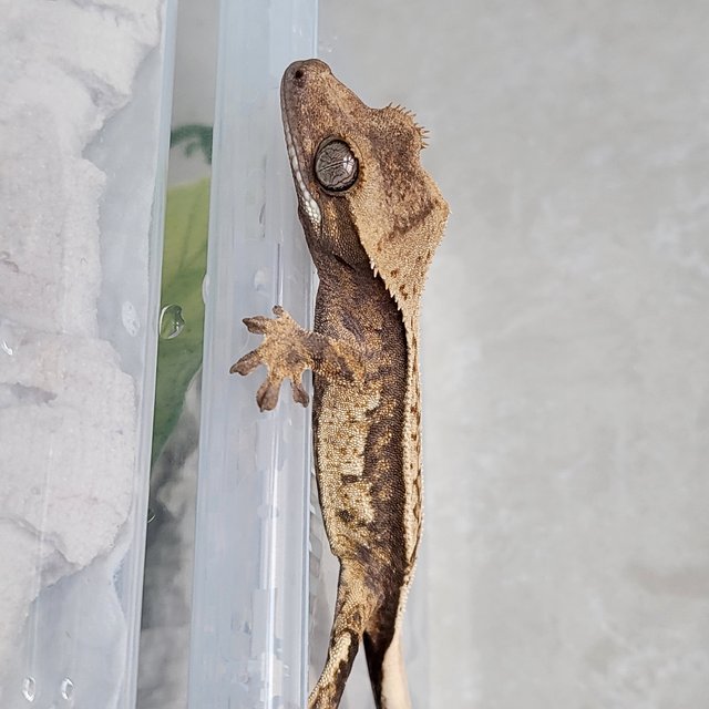 노멀 핀스트라이프 드리피 화이트스팟