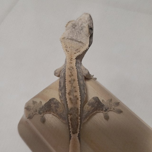 노멀 핀스트라이프 드리피 화이트스팟