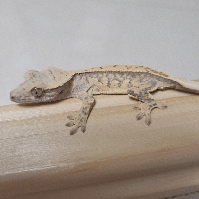 노멀 핀스트라이프 드리피 화이트스팟