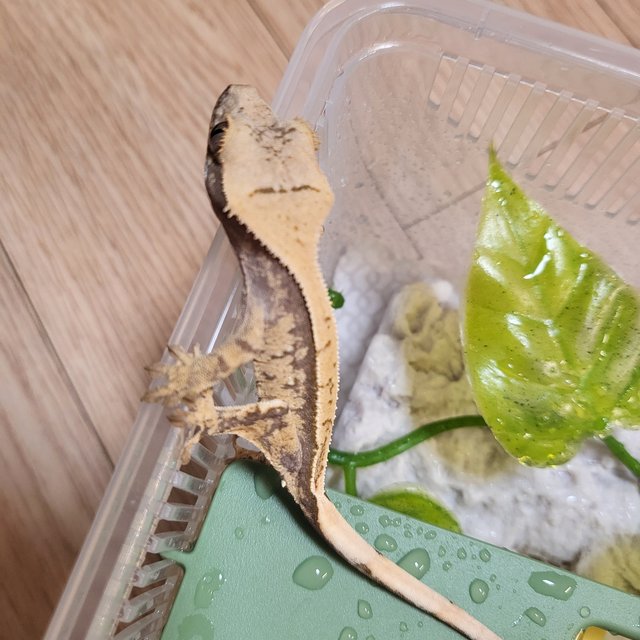 노멀 핀스트라이프 드리피 화이트스팟