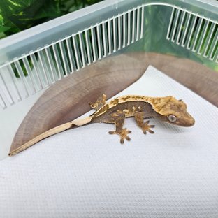 오딘×까미