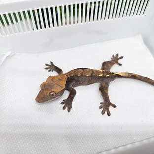 카푸치노 100%헷아잔틱