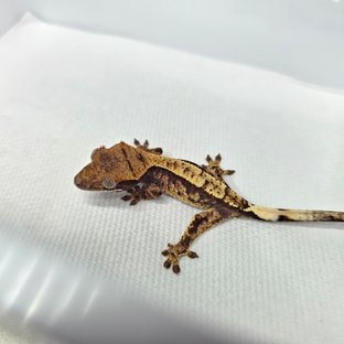 아르콘×설희