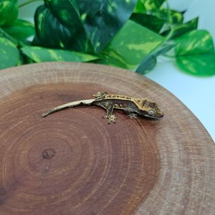 팬서×공구리