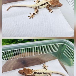 아르콘×떤더
