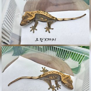 오딘×까미