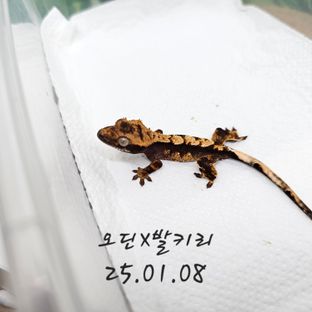 100%헷아잔틱
