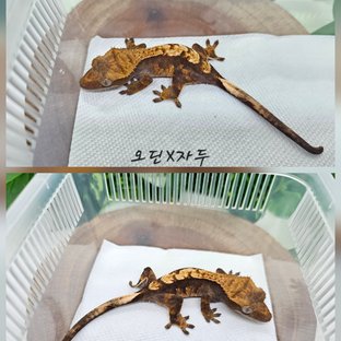오딘×자두