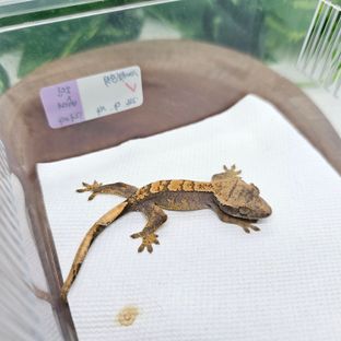 100%헷아잔틱
