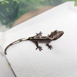 아잔틱