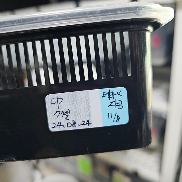 카푸치노