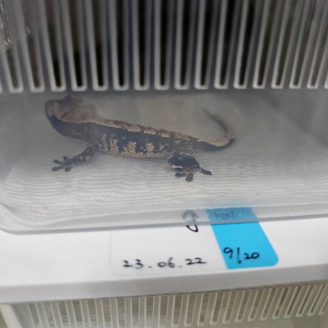 노멀 트라이