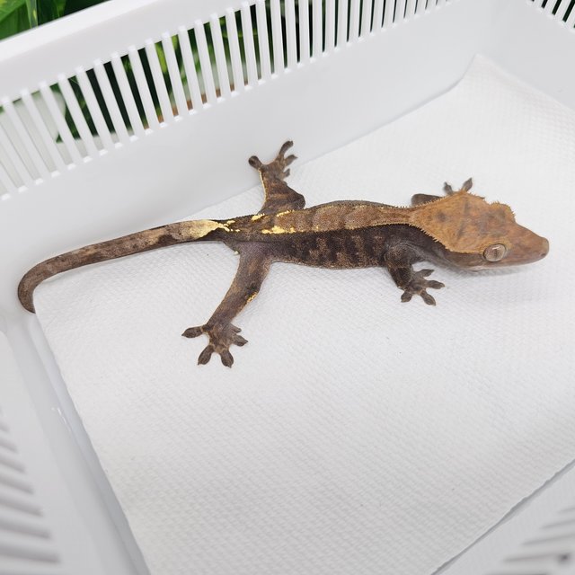 카푸치노 100%헷아잔틱