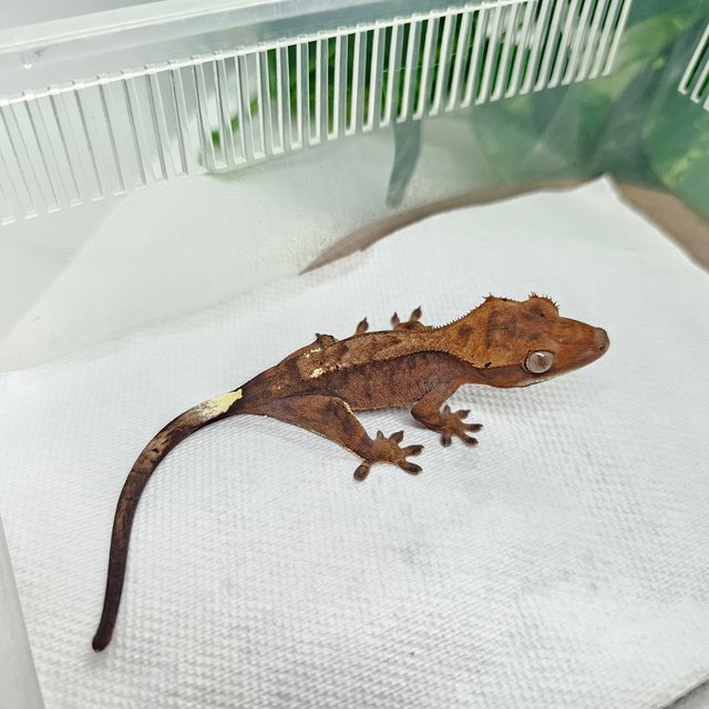 100%헷아잔틱 카푸치노