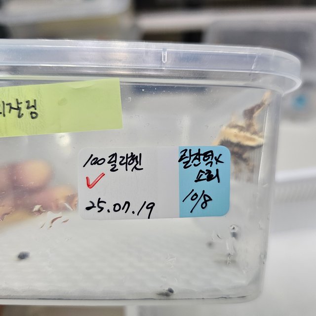 릴리100%헷아잔틱