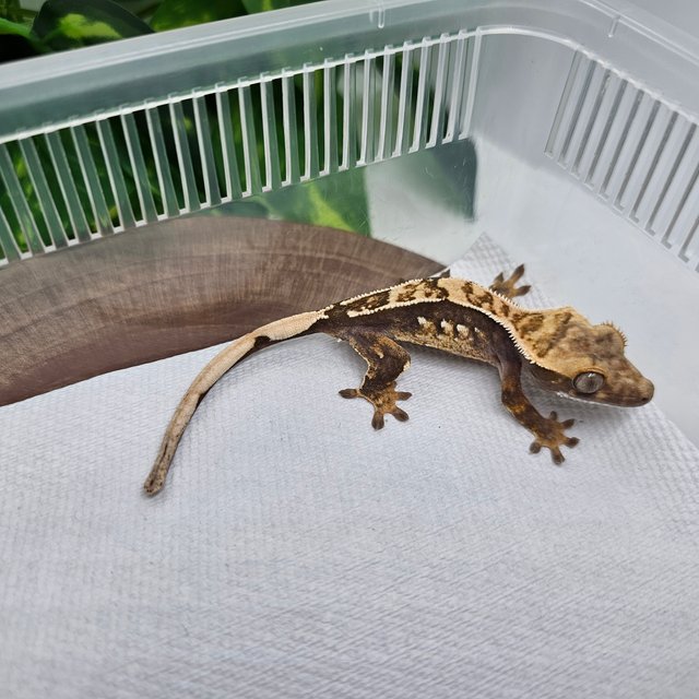 100%헷아잔틱