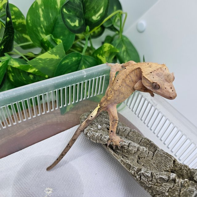 릴리100%헷아잔틱 카푸치노