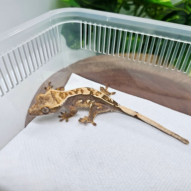 100%헷아잔틱