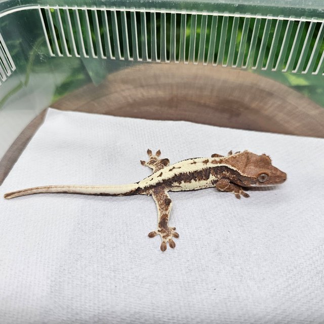 프라푸치노 100%헷아잔틱