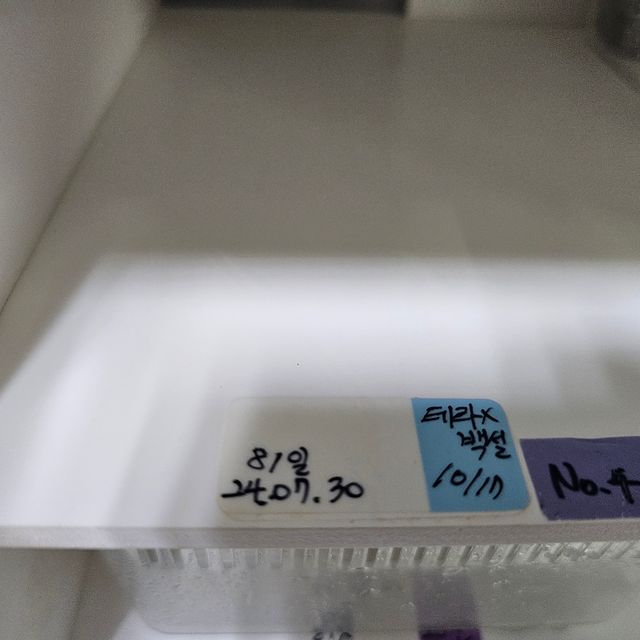 노멀