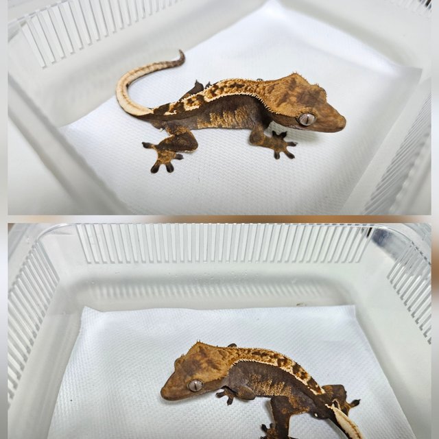 100%헷아잔틱