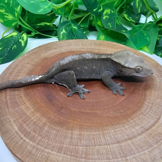 아잔틱