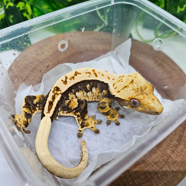 젠젝스 노멀 핀스트라이프 트라이