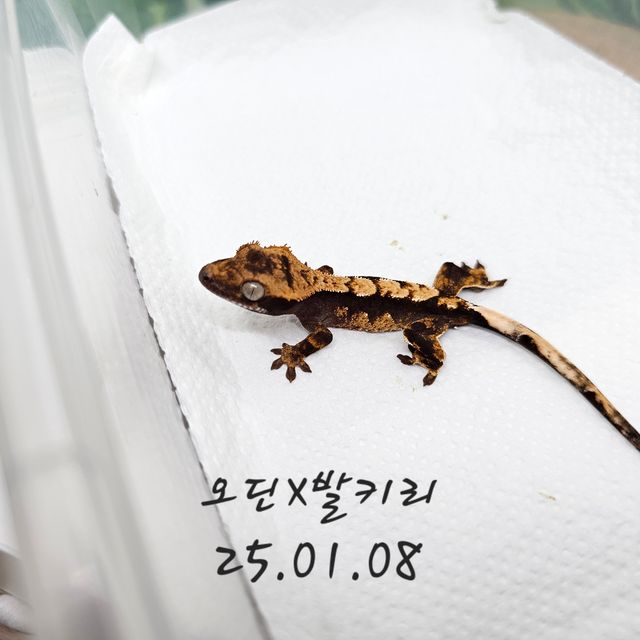 100%헷아잔틱
